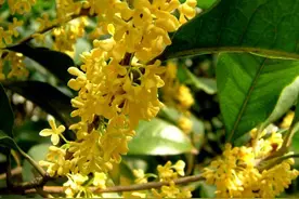 四季桂花开花香，好处真不少，养好桂花有绝招，学习一下图片