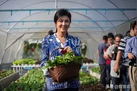 泰国首位华裔女总理恋上种菜，赋闲在家搞起了无土栽培图片