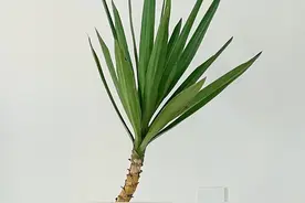 龙血树图片