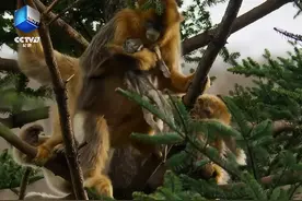 金丝猴母亲轻轻放下夭折孩子，不忍离去，画面看哭网友：万物皆有灵，致敬伟大的母爱图片