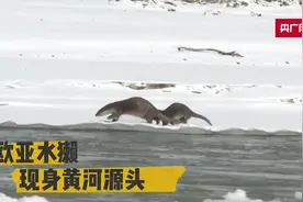 青海：欧亚水獭嬉戏黄河图片