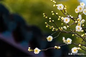 2023年春分几月几日几时几分？春分前上坟还是春分后上坟？图片