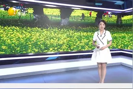 上万平油菜花迎盛放 正是打卡最好时机图片