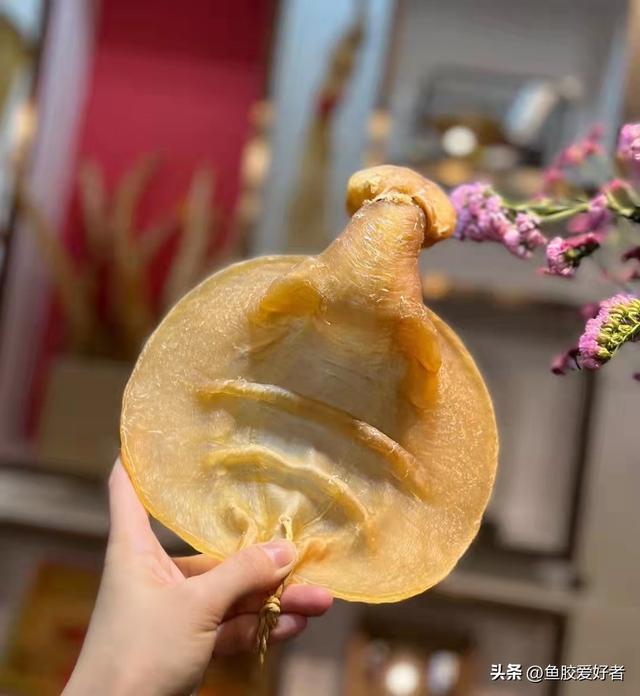孕后期天天一碗花胶 2026年孕妇晚期吃花胶