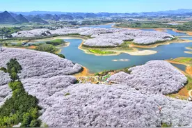 这个星期，贵阳贵安哪些地方的花适合观赏？图片