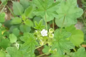 《黄帝内经》记载的五菜，每种都有丰富的养生妙用，你知道几种？图片