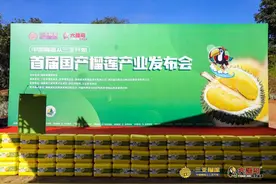 首届国产榴莲产业发布会在三亚正式启动，开启国产榴莲新纪元！图片