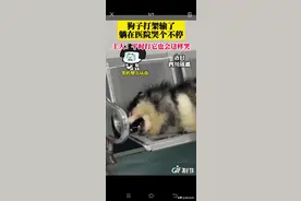 狗狗打架打输了在医院嗷嗷大哭图片