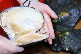 曾经遍布河沟的河蚌，为什么如今“火”在直播间，却没人吃肉了？图片