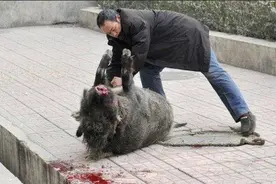 四川野猪进村咬伤七旬老人！野猪已不是保护动物，为何不能打死？图片