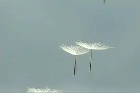 人到中年，心安之处，便是生命的归处图片