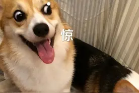 狗狗“嘤嘤叫”什么意思？其实它想告诉你这几件事！图片