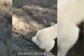 坎高犬和野狼1V1，狼的战斗力不容小觑#坎高犬图片