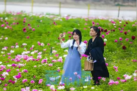 黄河岸边5万平方米“花海”景观进入盛花期图片