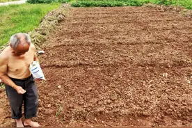 100亩蔬菜种植，挑战乡村创业，助力乡村振兴图片