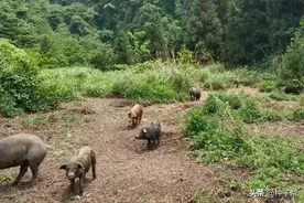 养猪的优质牧草，这五种有的亩产达20~30吨，能省一大半饲料成本图片