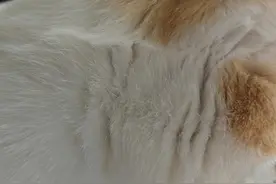 我家猫也有蒜瓣毛图片