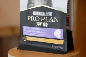 猫咪怀孕了，如何给猫咪当好一个“接生婆”图片