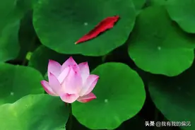 一片荷叶，一片天：冰心美文阅读分享图片