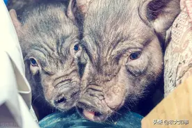 农村老人常说：猪吃活物不吉，发现就得卖，真是这样吗？图片