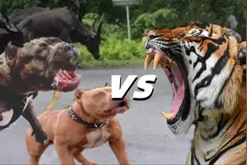 1头东北虎vs2只比特犬，百兽之王能够支撑多久呢？图片