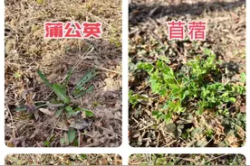 石家庄滹沱河边频现“挖野菜大军”，专家提醒不是什么野菜都能挖！图片