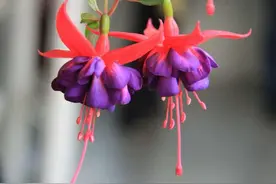 紫色花朵如梦似幻，芬芳四溢，让人陶醉！图片