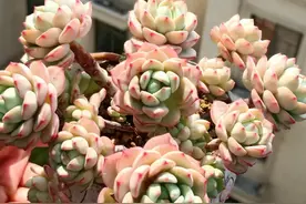 多肉怎么养出老桩？断水养，消耗老叶子，桩子自然就养成了图片