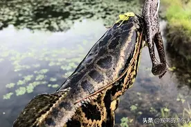 没想到“民间的野路子”钓黑鱼却如此好用，比路亚钓法强太多了图片