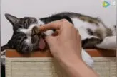 猫都梦见些什么？彻底了解猫的睡眠机制图片
