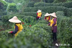走，上山采茶！漫山花海、遍野茶香......成都出发1h，拥有春日抱朴含真的美妙～图片