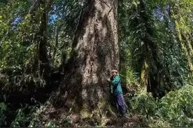 76.8米！西藏发现中国大陆已知最高的树，新“树王”刷新纪录图片