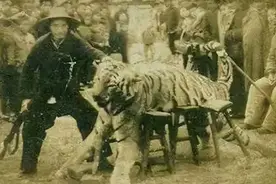湖南奇人贺业武：一生杀死305只老虎，到死也不透露秘药配方图片