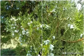 神奇的柏子仁：中国大地上的宝贝，你了解吗图片