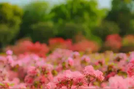 每天认识一朵花，喜欢一首诗——杜鹃图片