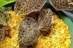 带您认识“药王”——金线莲图片