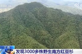 江西发现3000多株野生南方红豆杉 树龄最大已有1200年图片
