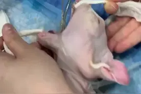 猫咪慢性呕吐2个月胃中塞满线绳图片