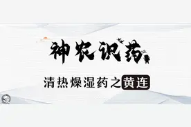 《神农识药》清热燥湿药之黄连图片