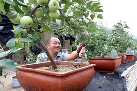 有2种水果价格越来越贵，不如留下种子“繁殖”，养成盆栽很漂亮图片