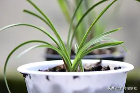 兰花养了5年，才知道这样给兰花晒太阳，会出现黄叶、枯萎和烂根图片