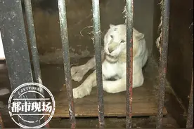 15岁了！南昌最“年长”老虎将迎来在昌的第二个虎年图片