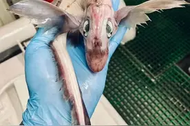 渔民发现神秘怪鱼，丑得像外星生物，为何深海动物大多很奇葩？图片