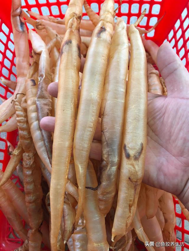 鳗鱼胶野生和养殖的区别 2026年鳗鱼胶野生和养殖的区别在哪