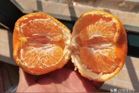 买丑橘，挑大挑小都不对，老果农：牢记4点，入口化渣一挑一个甜图片