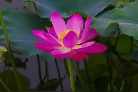 想你，很想很想，无缘夫妻，也无法忘记图片