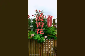 花样阳台：掐一枝凌霄做成景图片