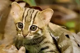 锈斑猫：地球最小野猫，捕猎效率极高的“杀戮机器”，全世界禁养图片