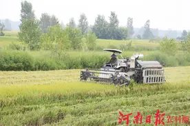 罗山县：一种两收 再生稻助农增产又增收图片
