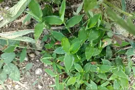 农村常见的“荩草”，为啥这么多人喜欢它？到底有啥珍贵？图片